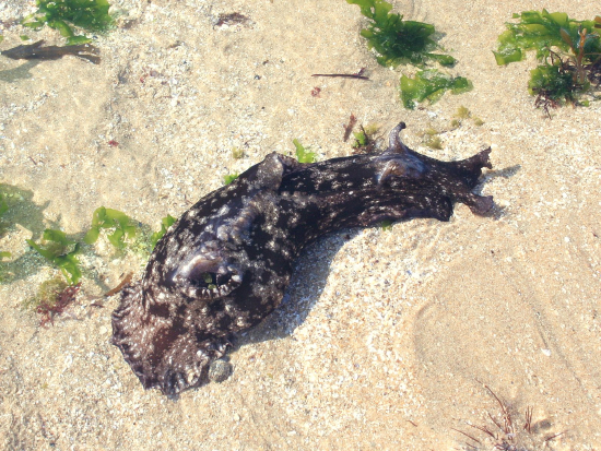  Aplysia depilans (Depilatory Sea Hare)